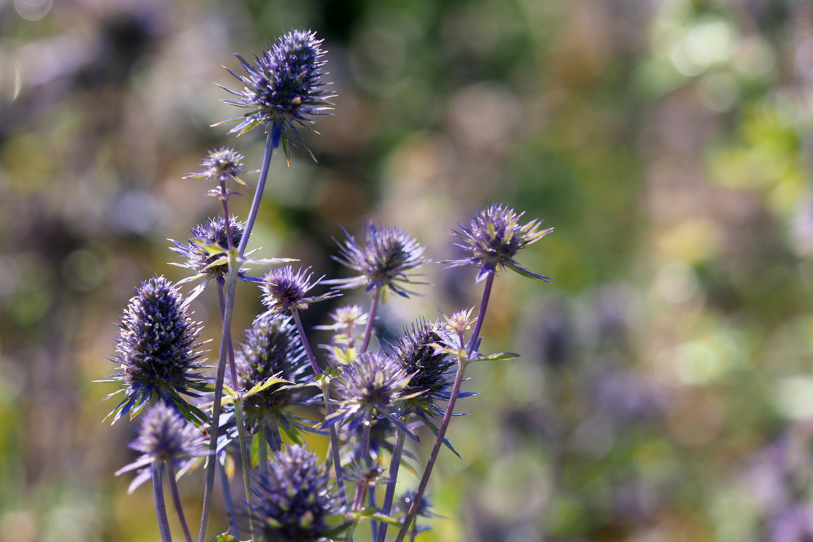 blaue distel