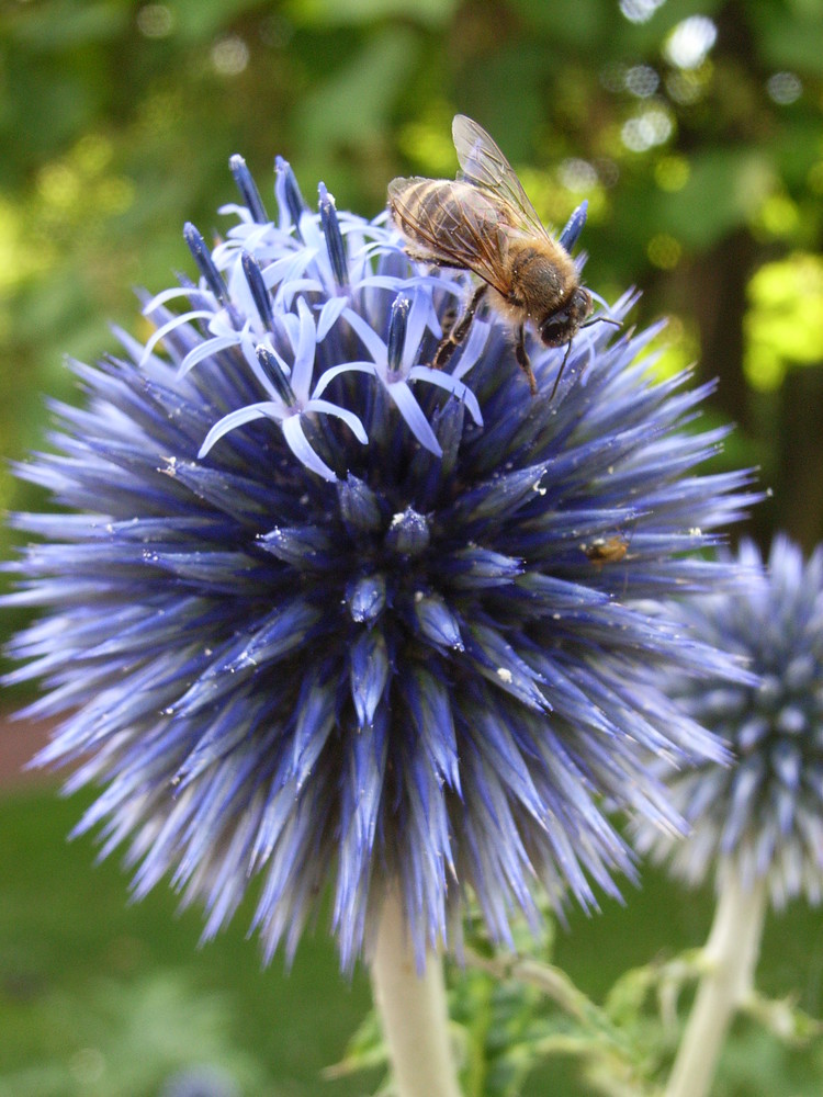 Blaue Distel Foto & Bild jahreszeiten, sommer, natur Bilder auf
