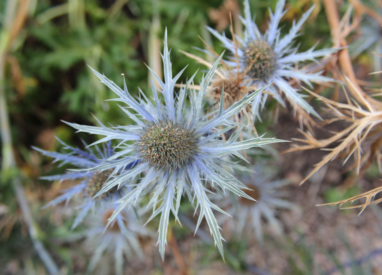 Blaue Distel