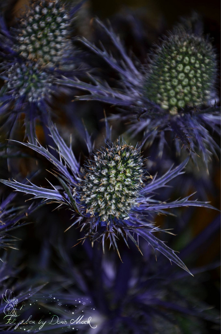 blaue Distel