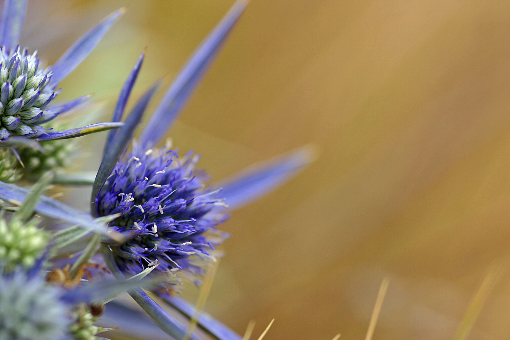 Blaue Distel