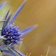 Blaue Distel