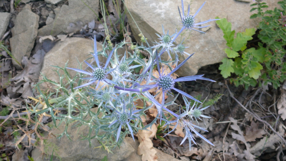 blaue Distel am Wanderweg