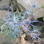 blaue Distel am Wanderweg