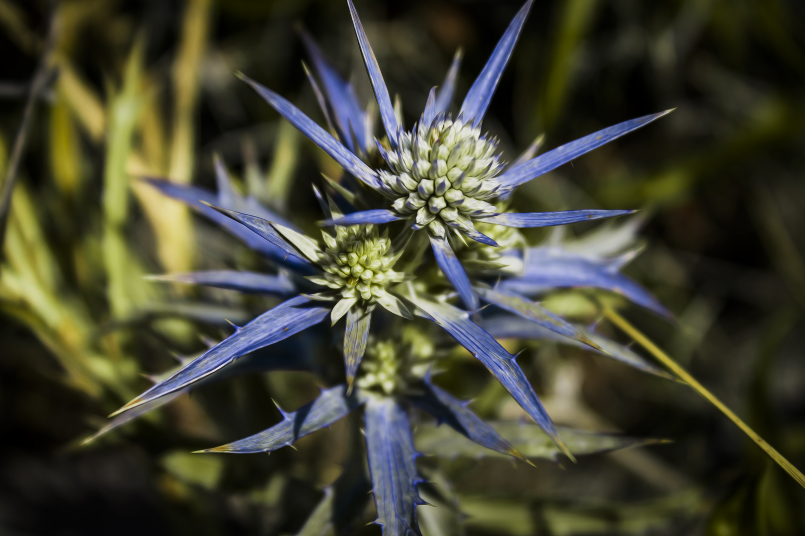 Blaue Distel an Der Adria