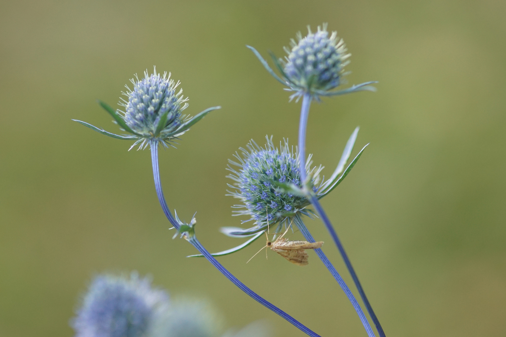 Blaue Distel