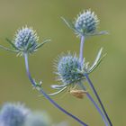 Blaue Distel