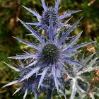 Blaue Distel