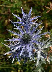 Blaue Distel