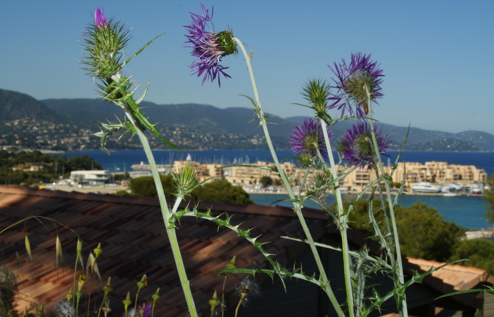 Blaue Disteln in camp du domaine