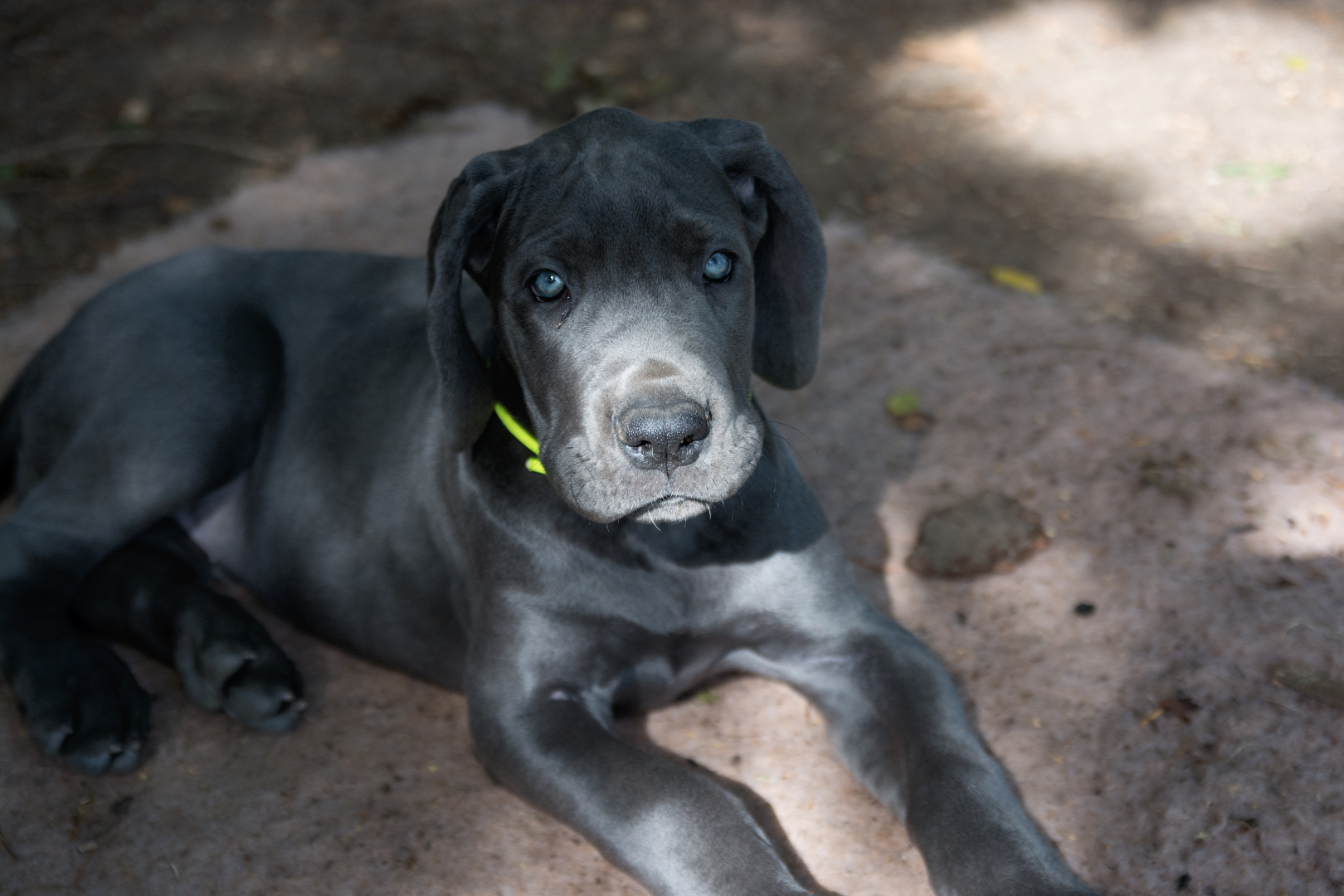 blaue Doggenwelpen