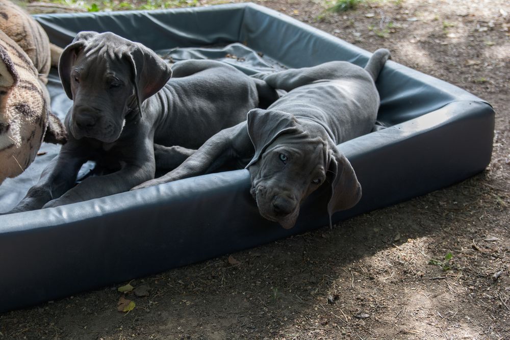 blaue Doggenwelpen