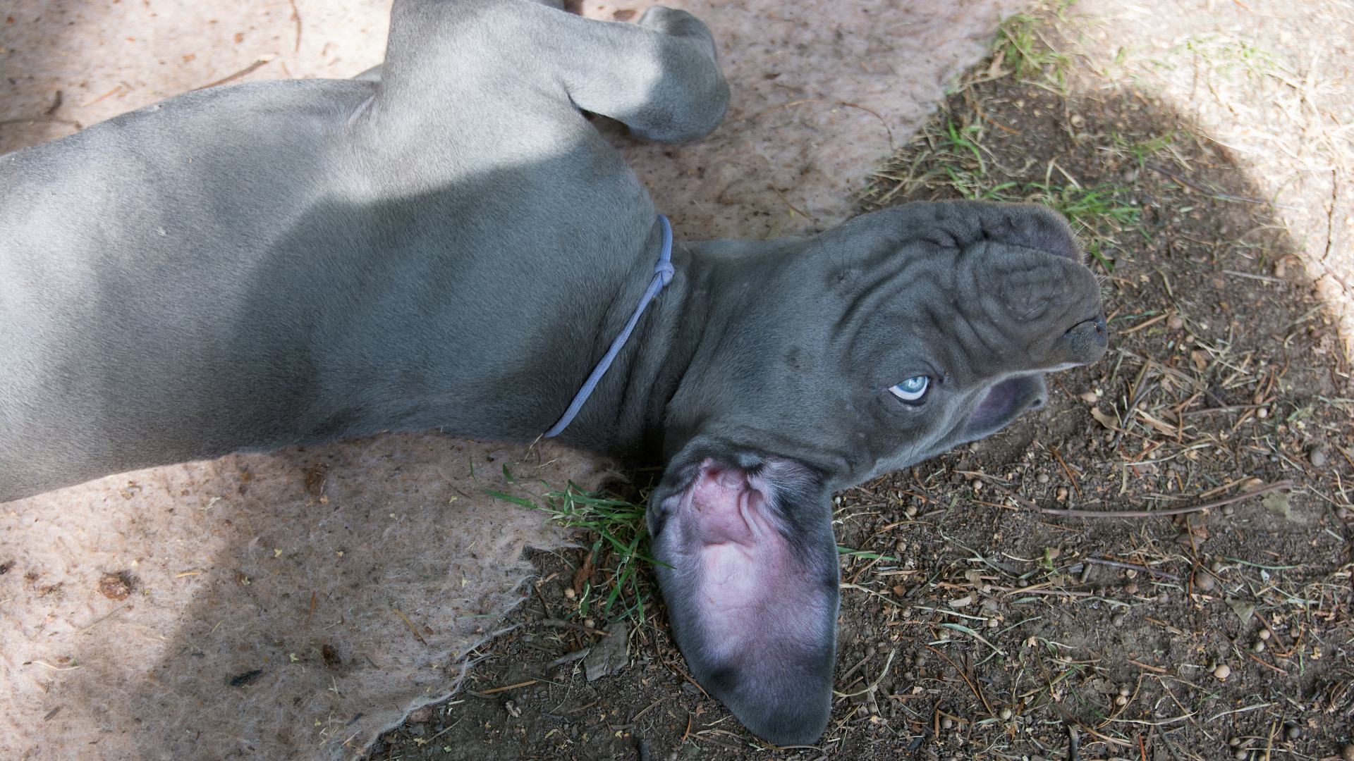 blaue Doggenwelpen