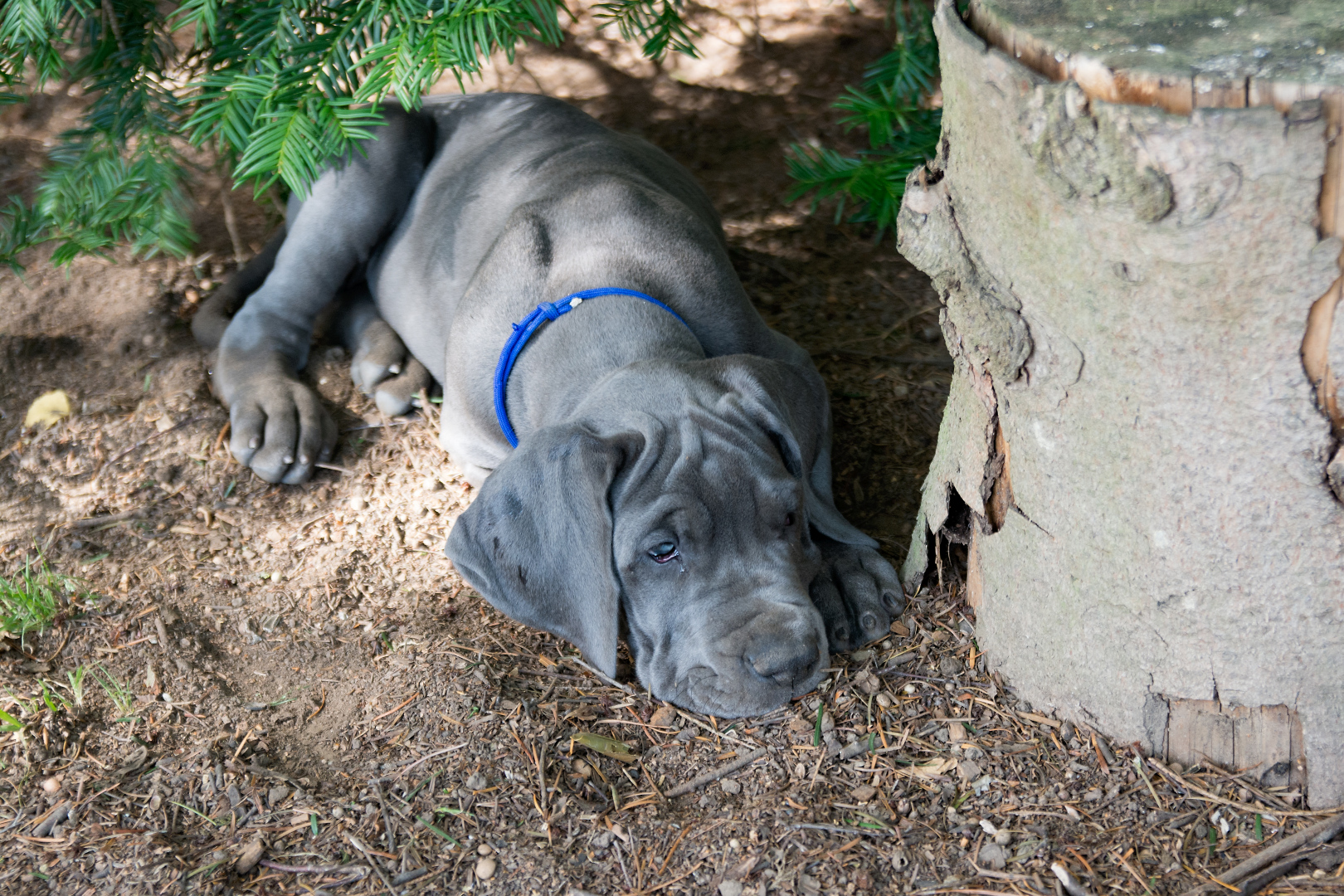 blaue Doggenwelpen