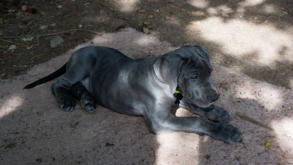 blaue Doggenwelpen