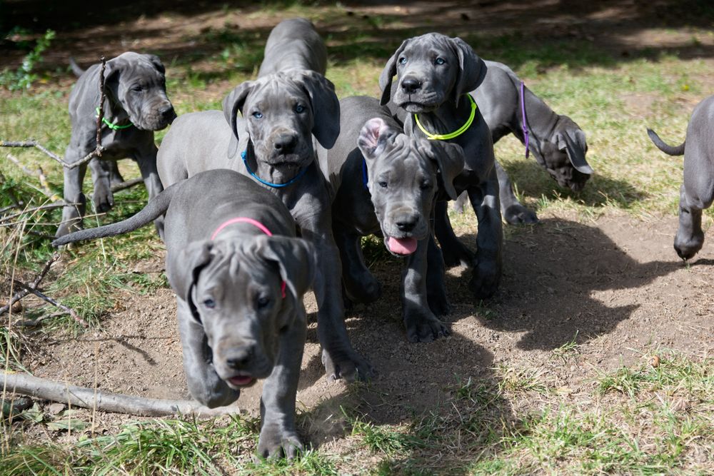 blaue Doggenwelpen