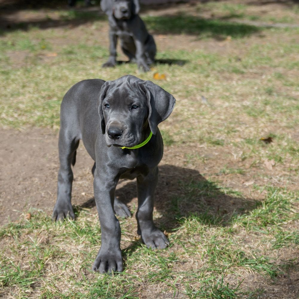 blaue Doggenwelpen