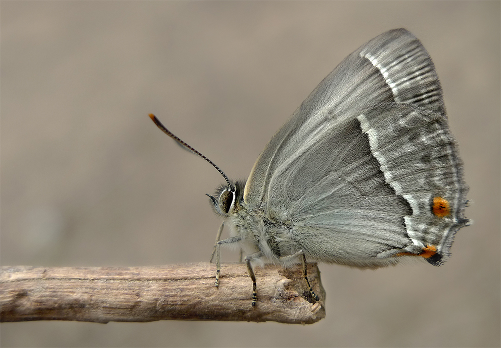 Blaue Eichenzipfelfalter  ( zwei Schärfeebenen)