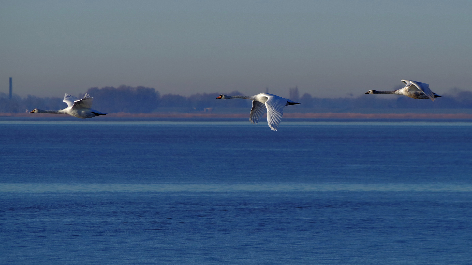 Blaue Elbe mit Schwänen