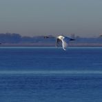 Blaue Elbe mit Schwänen