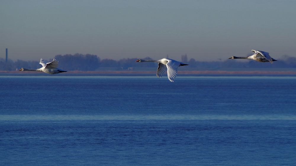 Blaue Elbe mit Schwänen