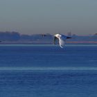 Blaue Elbe mit Schwänen