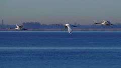 Blaue Elbe mit Schwänen