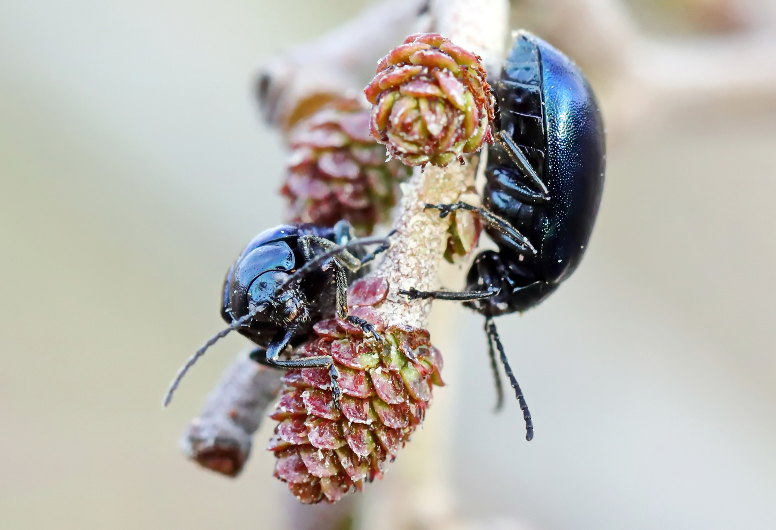 Blaue Erlenblattkäfer,Agelastica alni