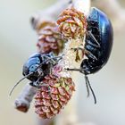 Blaue Erlenblattkäfer,Agelastica alni