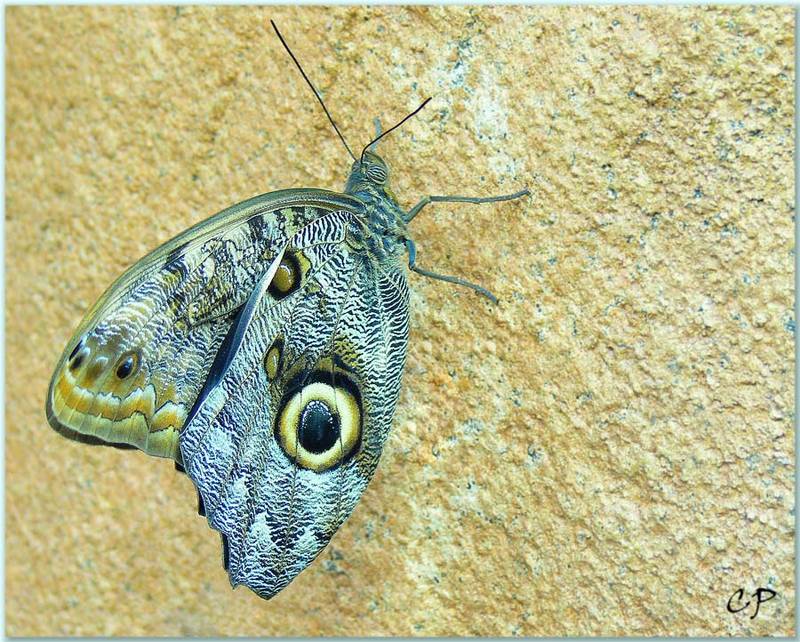 Blaue Eule Foto Bild Tiere Zoo Wildpark Falknerei Insekten Spinnen Bilder Auf Fotocommunity