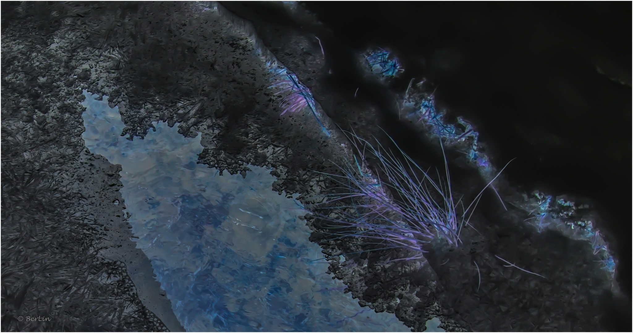 Blaue Fadenkoralle mit Bioluminanz...