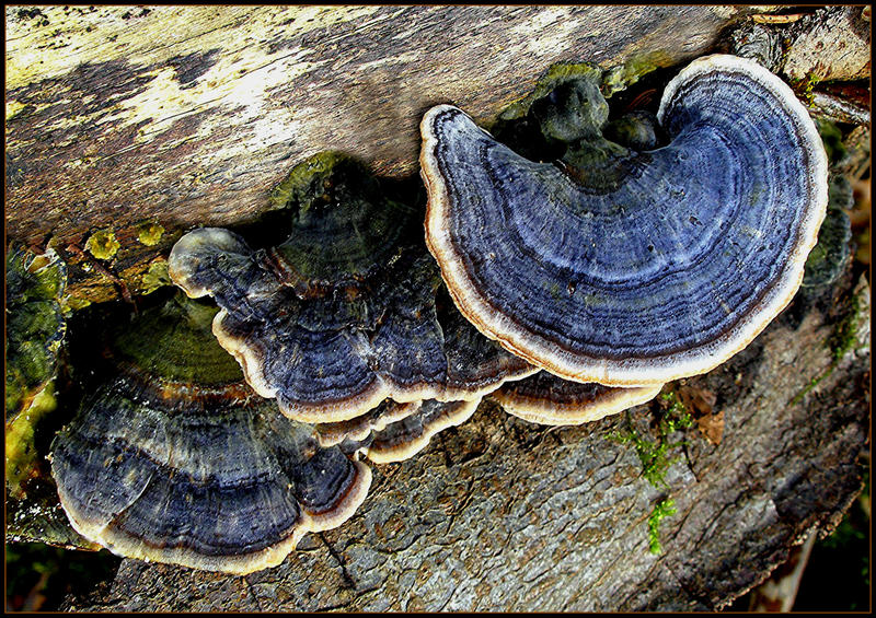 Blaue Fächer