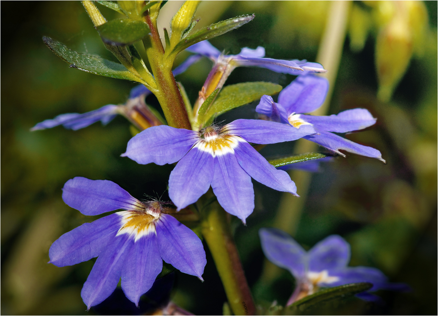 Blaue Fächer