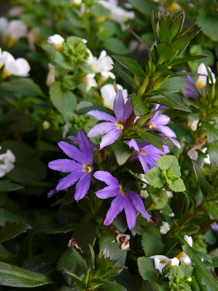 Blaue Fächerblume