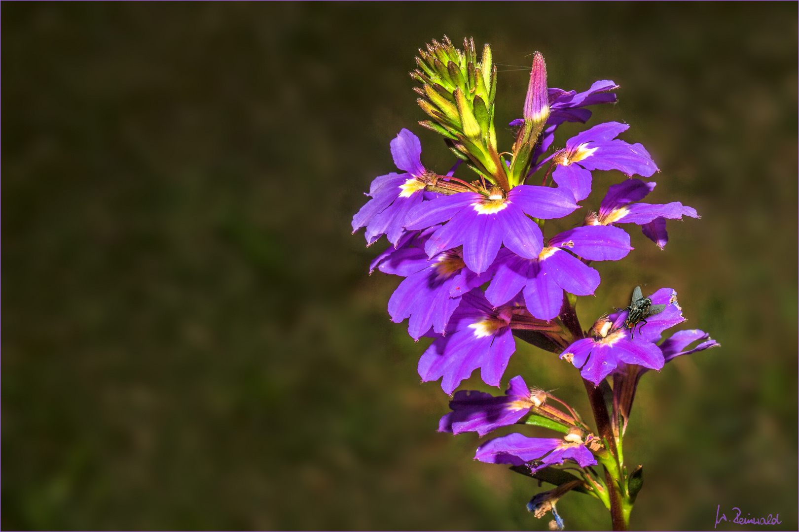 Blaue Fächerblume