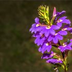 Blaue Fächerblume