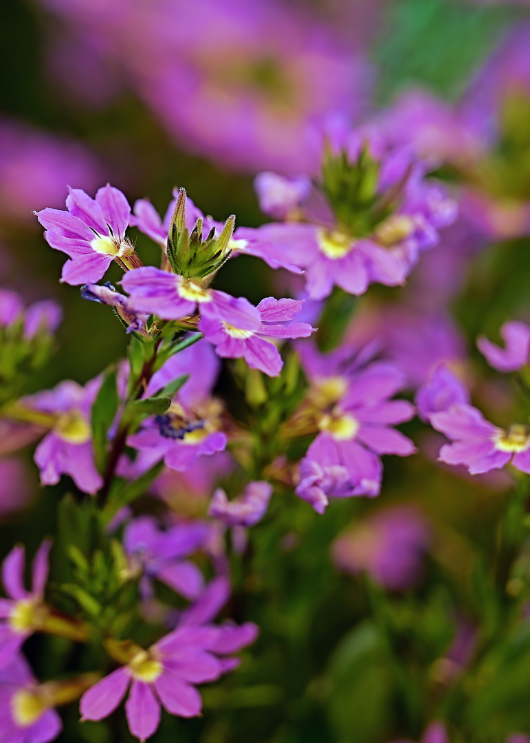 Blaue Fächerblumen