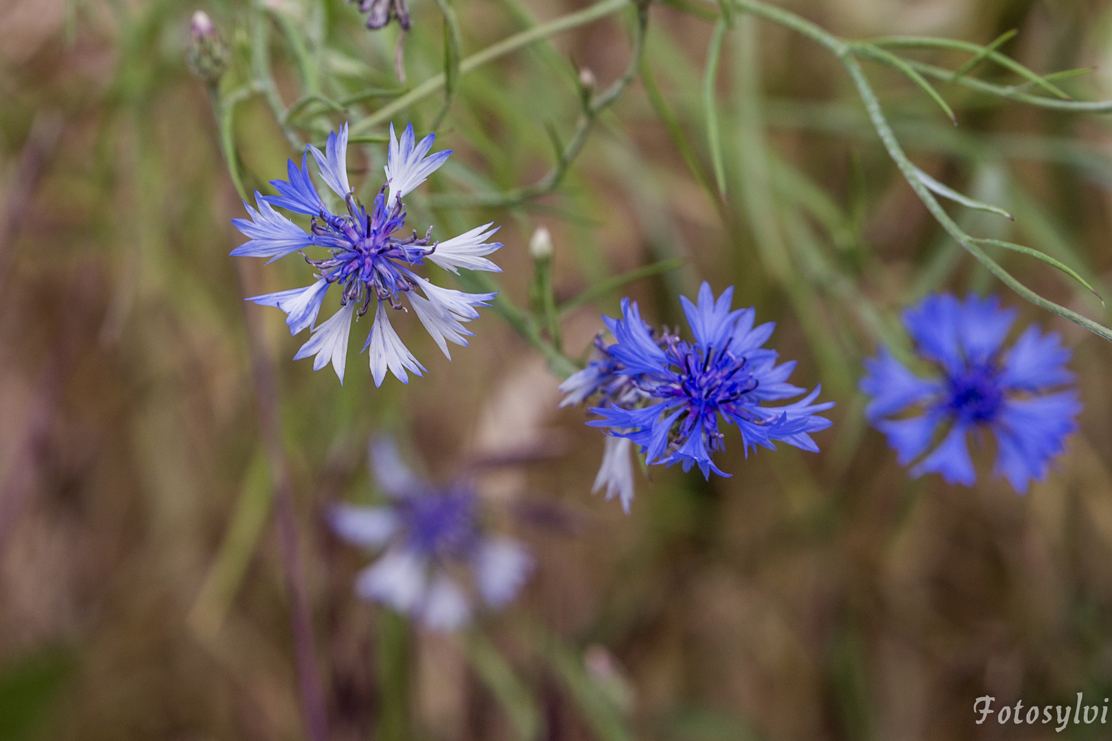 Blaue Farbenpracht