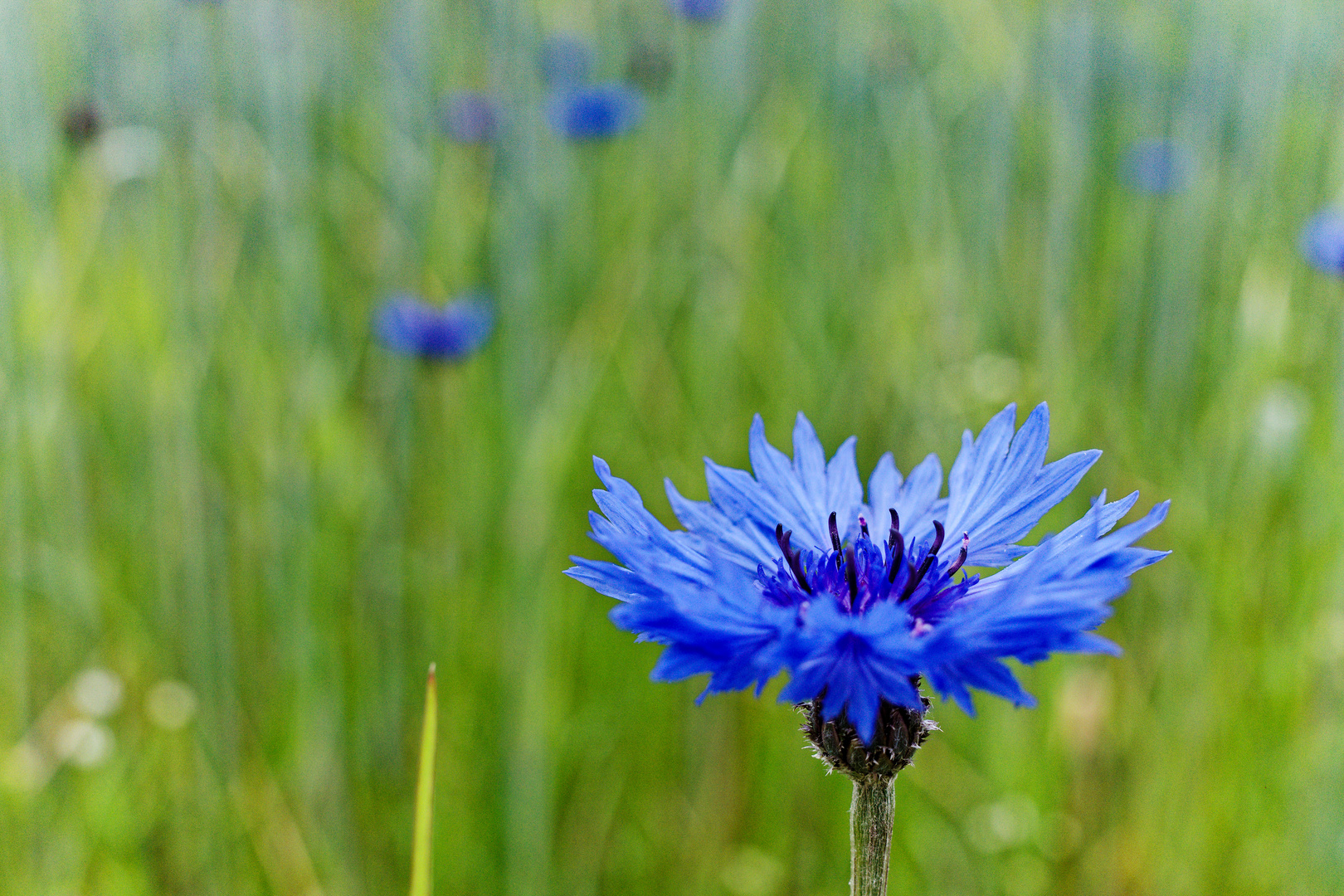 Blaue Farbtupfer