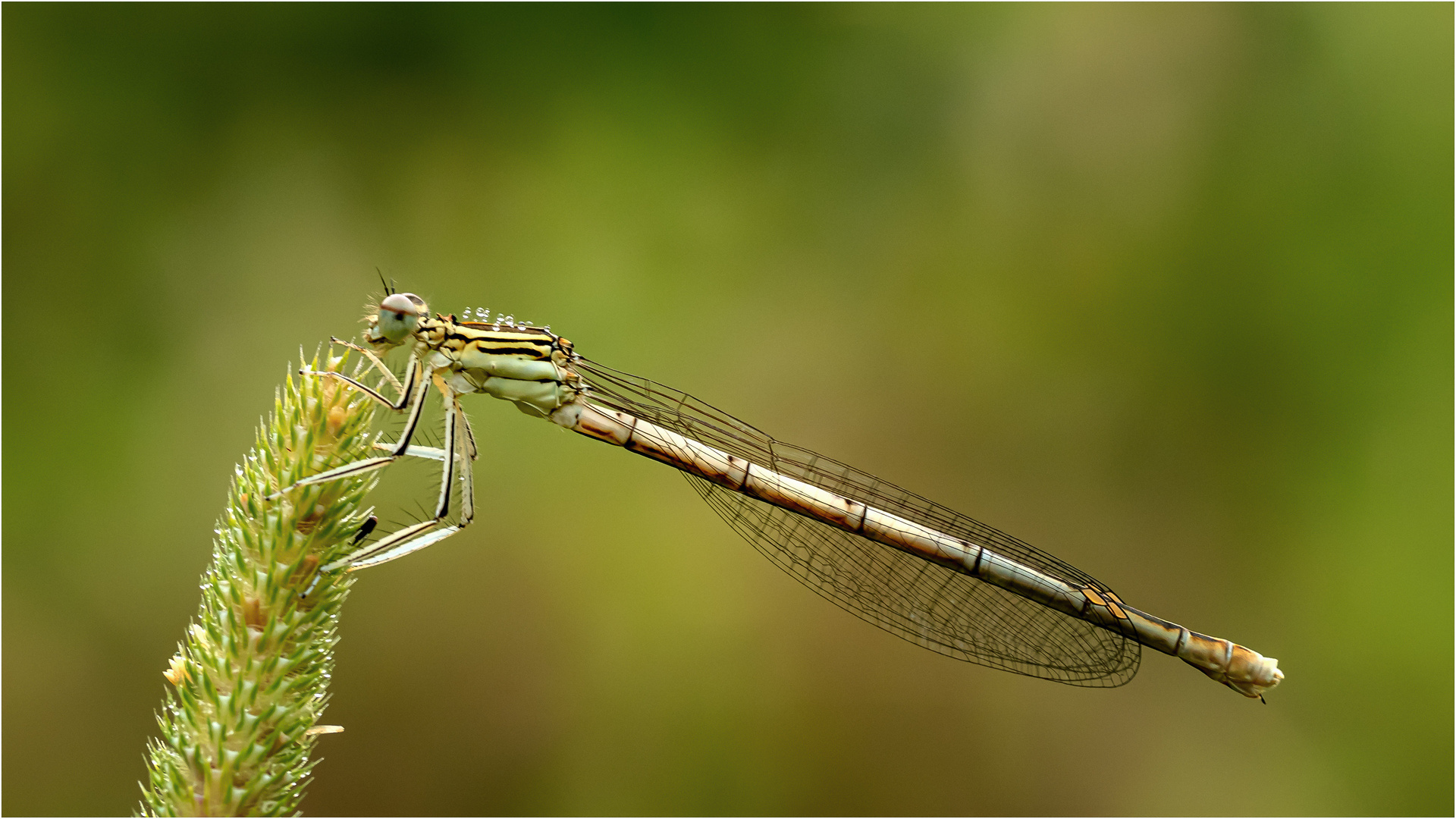 Blaue Federlibelle