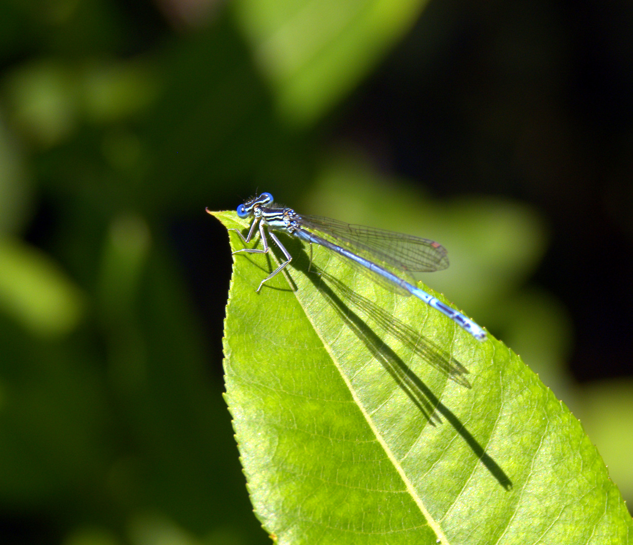 blaue Federlibelle 02