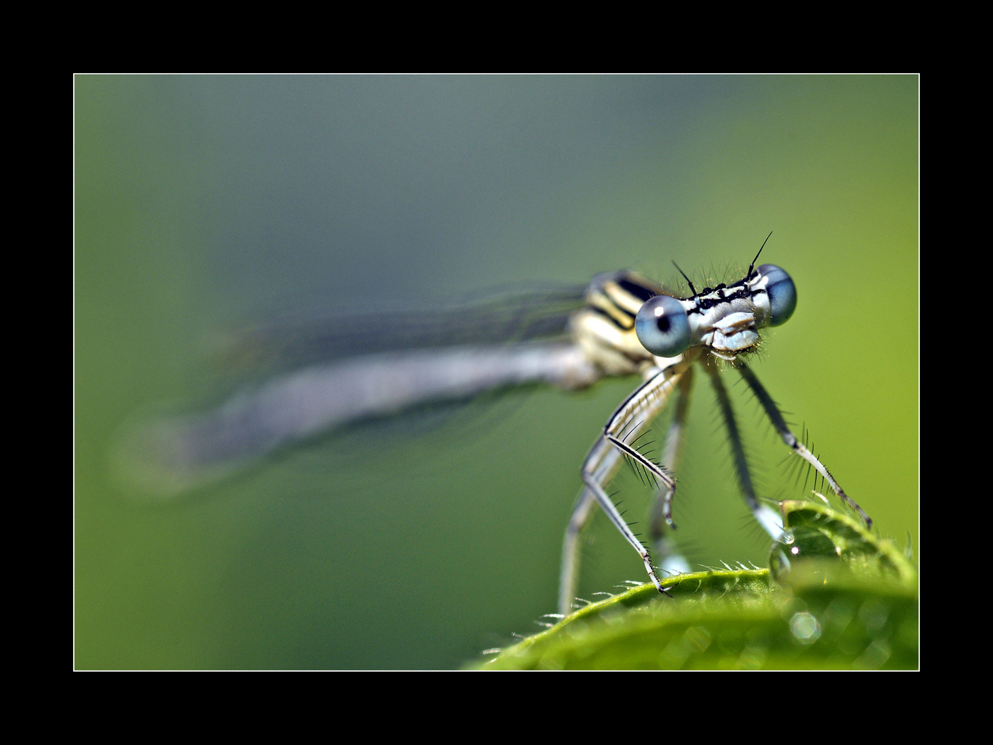 blaue Federlibelle