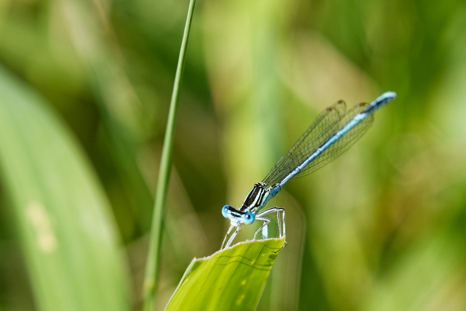 Blaue Federlibelle