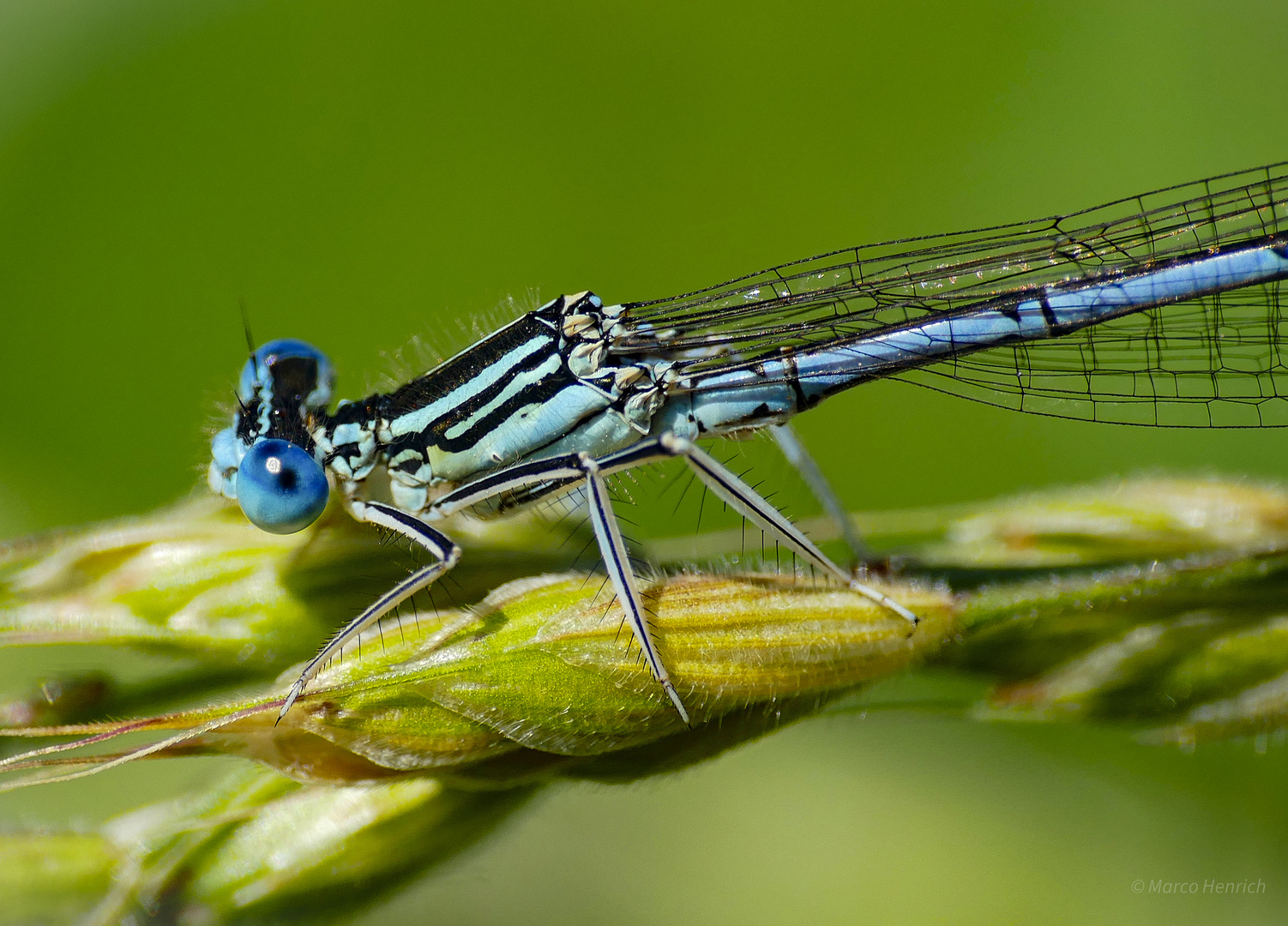 blaue Federlibelle