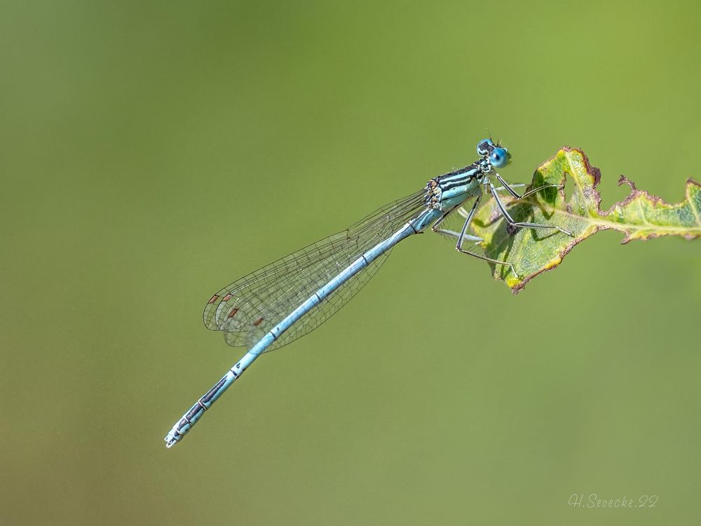 Blaue Federlibelle