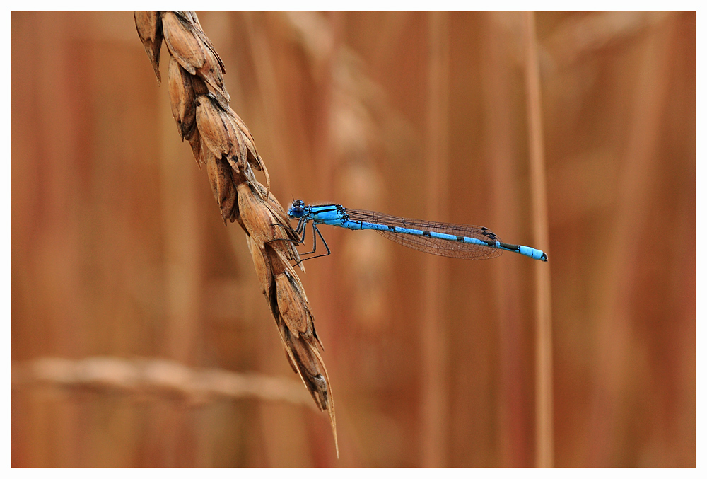 Blaue Federlibelle