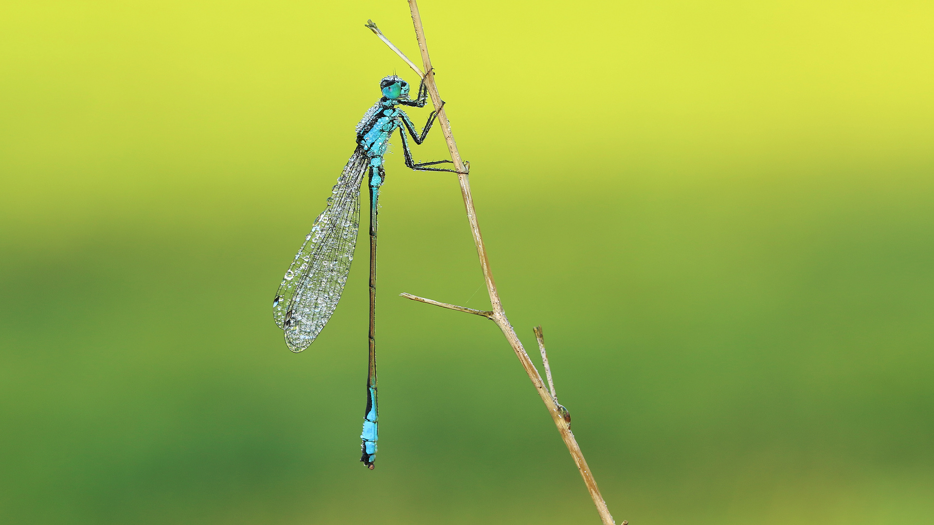 Blaue Federlibelle... 