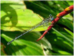 Blaue Federlibelle