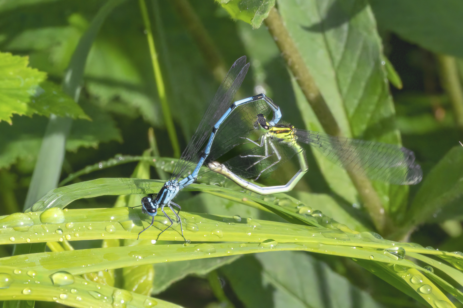 Blaue Federlibelle 1