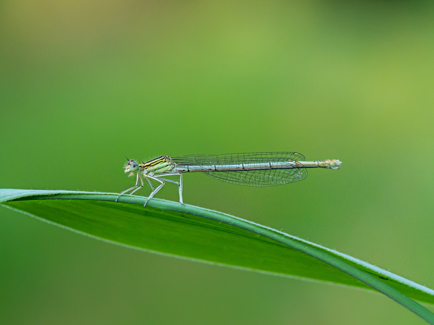 Blaue Federlibelle